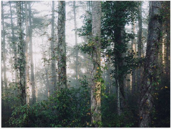 WallClassics - Poster (Mat) - Mist tussen Bomen - 40x30 cm Foto op Posterpapier met een Matte look