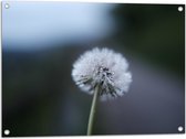 WallClassics - Poster de Jardin - Pissenlit sur Fond Flou - 80x60 cm Photo sur Poster de Jardin (décoration murale pour l'extérieur et l'intérieur)