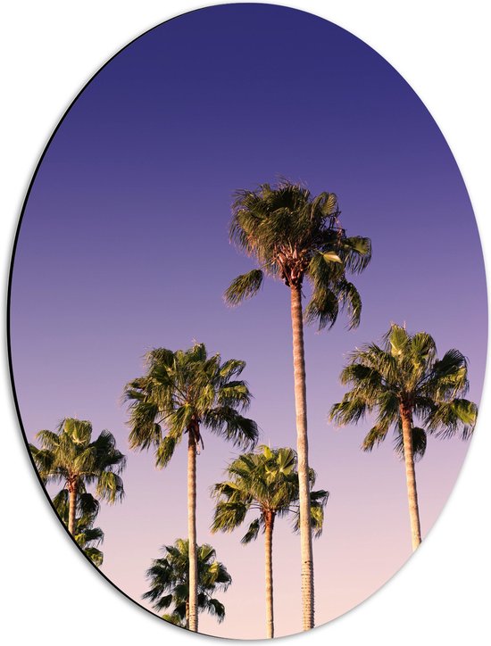 WallClassics - Dibond Ovaal - Palmboomtoppen in de lucht - 42x56 cm Foto op Ovaal (Met Ophangsysteem)