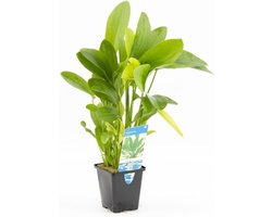 Aquafleur Echinodorus mix | Waterweegbree | in 5CM pot P5 Pot