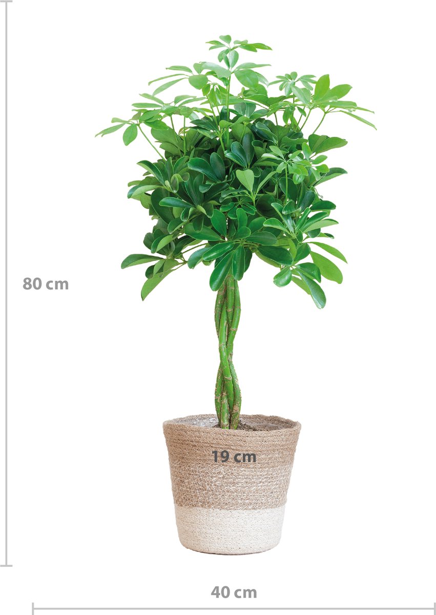 makkelijke kamerplanten online bestellen