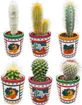 Mexicaanse cactussen mix,prachtige en gevarieerde mix van zes verschillende soorten cactussen in Mexico potten