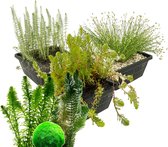 vdvelde.com - Combi Zuurstofplanten Set - Voor 1.500 – 3.000 L - 28 planten - Plaatsing: -1 tot -80 cm