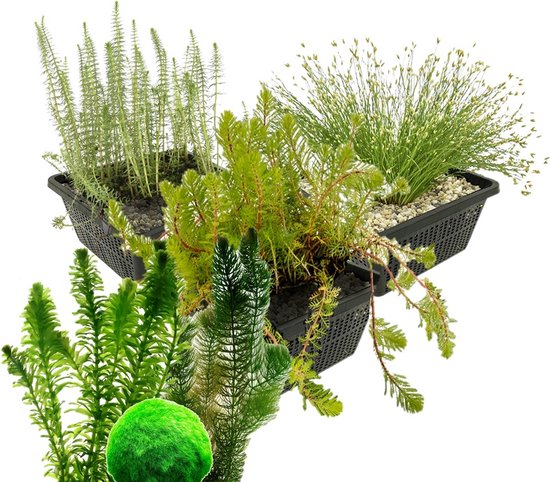 vdvelde.com - Combi Zuurstofplanten Set - M - 1.000 – 2.000 L - Voor 1.000 – 2.000 L - 28 planten - Plaatsing: -1 tot -80 cm