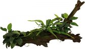 Bois Aquafleur avec Anubias Microsorum et Mousse | Extra grande plante aquatique