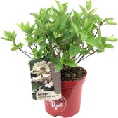Plant in a Box - Hydrangea paniculata Wim's Red - Hortensia - Winterhard - Heester - Tuinplant - Pot 19cm - Hoogte 25-40cm