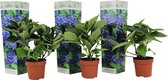 Plant in a Box - Hydrangea macroph. Blauw - Set van 3 - Hortensiaroos - Pot 9cm - Hoogte 25-40cm