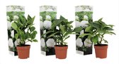 Plant in a Box - Hydrangea macrophylla Wit - Set van 3 - Hortensiaroos - Pot 9cm - Hoogte 25-40cm