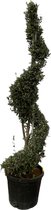 Bijzondere spiraal olijfboom (Olea Europaea spiraal), ca. 230 cm hoog, Ø50cm