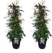 Plant in a Box - Jasminum polyanthum - Set van 2 - Jasmijn tuinplant Piramide - Groenblijvende klimplant - Pot 17cm - Hoogte 60-70cm