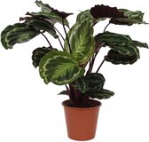 Opvallende kamerplant Calathea Medallion van ca. 80 cm, Ø19cm