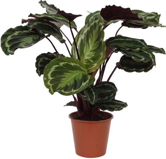 Calathea bol.com