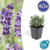 FloraFiesta - Lavendel - Lavandula angustifolia 'Hidcote' - Set van 40 - Hoogte 10cm - Potmaat Ø9cm