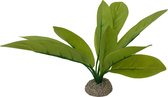 Aqua Della - Aquariumplanten (voeding) - Vissen - Echinodorus 3 24cm Groen - 1st