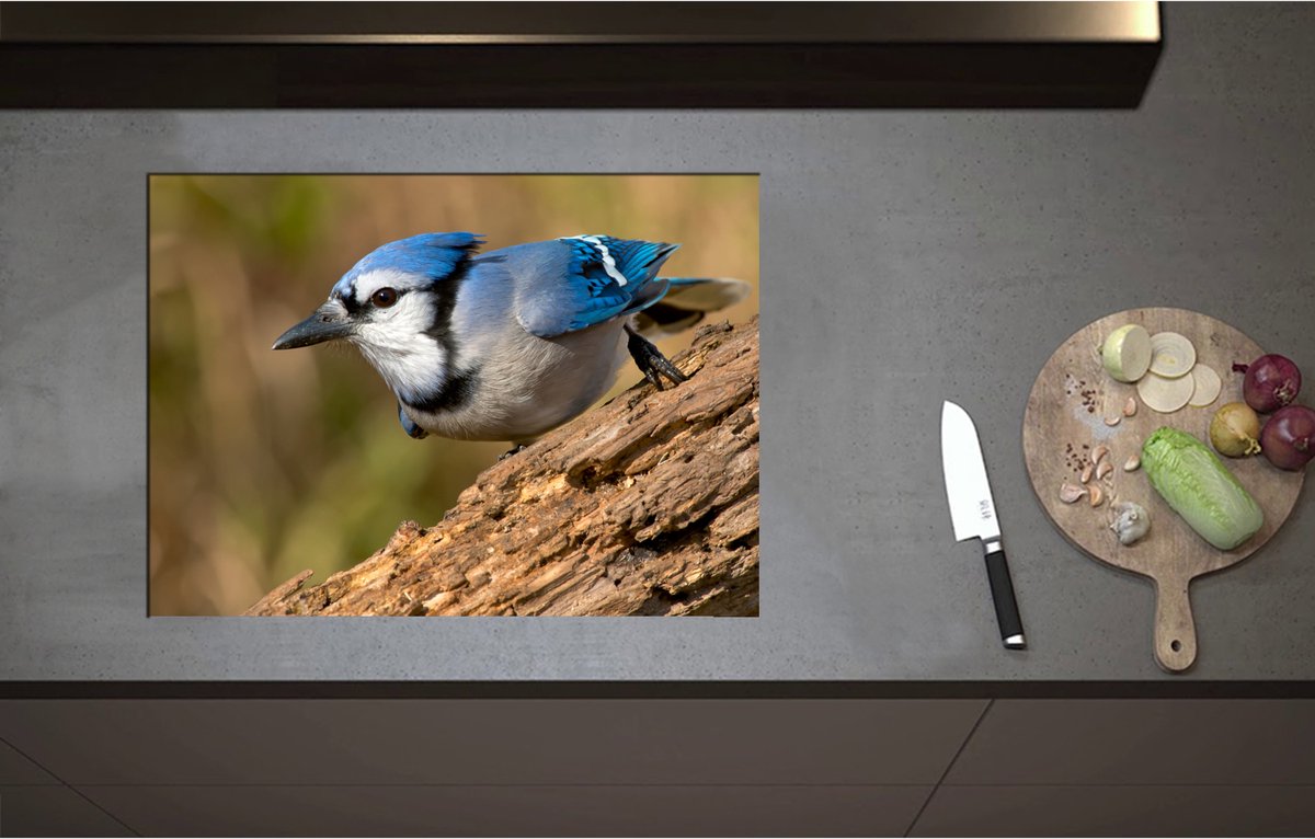 Inductieplaat Beschermer - Blauwe Gaai Vogel Wegvliegend van Boomstronk - 70x51 cm - 2 mm Dik - Inductie Beschermer - Bescherming Inductiekookplaat - Kookplaat Beschermer van Zwart Vinyl