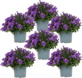 FloraFiesta - Klokjesbloem paars - Campanula Addenda - Set van 6 - Hoogte 15-20cm - Potmaat Ø12cm