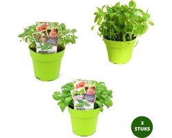 Basilicum kruidenplanten mix - 3 soorten basilicumplanten