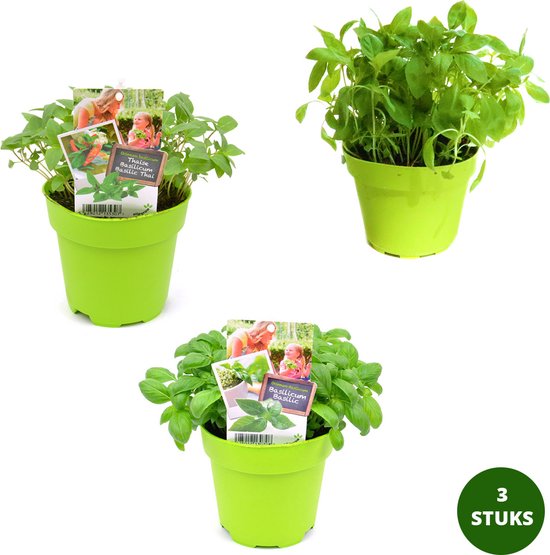 Basilicum kruidenplanten mix