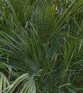 winterharde palmboom chamaerops humilis 160 cm hoog