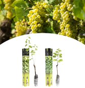 NatureNest - Geënte druivenplanten mix - 1x Wit 'Aurore', 1x Wit 'Sauvignon' - 2 stuks - 55-70 cm