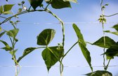 Planten klimnet Wit 2m x 10 m kunststof UV gestabiliseerd