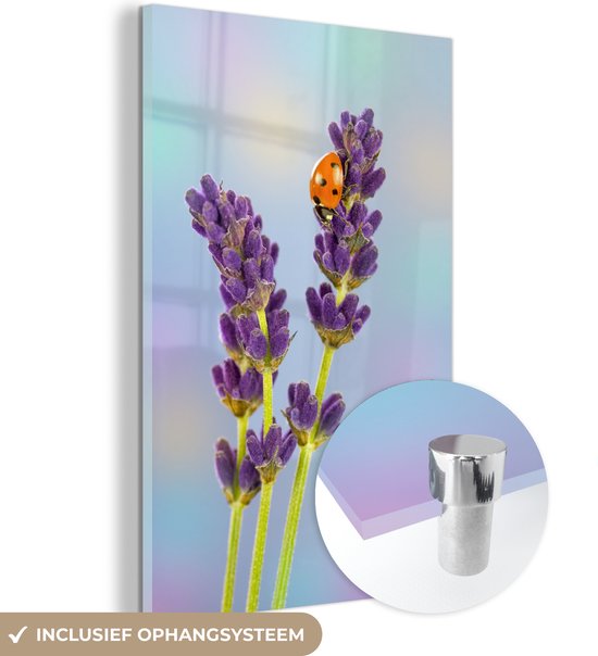 Glasschilderij - Lieveheersbeestje op lavendelbloem - Plexiglas Schilderijen
