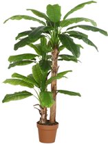 Kunst Bananenboom Musa | 175cm - Namaak Bananenboom - Kunstplanten voor binnen - Bananen kunstboom