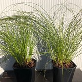 6 stuks Carex Testacea ‘Prairie fire’ (Zegge), 2 liter pot 20-40cm - Carex - Siergras - Bamboe en Siergrassen