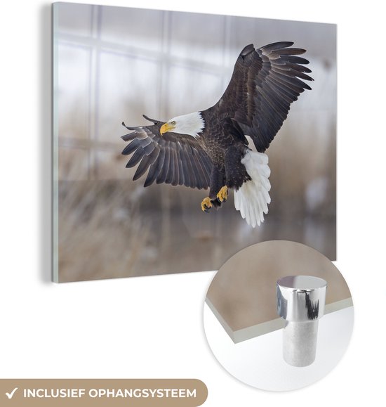 MuchoWow® Glasschilderij 160x120 cm - Schilderij acrylglas - Amerikaanse zeearend - Adelaar - Vogel - Foto op glas - Schilderijen