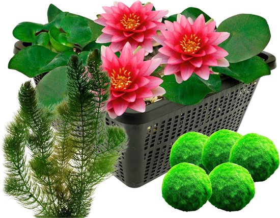 vdvelde.com - Rode waterlelie + Zuurstofplanten tegen Algen - Combi set - 8 planten - Plaatsing: -1 tot -100 cm