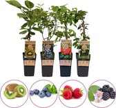 Smoothie fruitplanten mix - set van 4 fruitplanten: kiwi, blauwe bosbes, rode zomer framboos, doornloze braam - hoogte 50-60cm