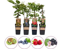 Smoothie fruitplanten mix - set van 4 fruitplanten: kiwi, blauwe bosbes, rode zomer framboos, doornloze braam - hoogte 45-55cm