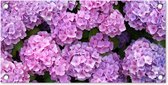Tuinposter Bloemen - Hortensia - Struik - Roze - Bloemblaadjes - 60x30 cm - Tuindoek - Buitenposter
