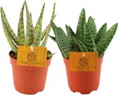 Plantenboetiek.nl | Aloe Duo | 2 stuks - Ø10.5cm - Hoogte 15cm - Kamerplant - Groenblijvend - Multideal - Cactus & Vetplanten