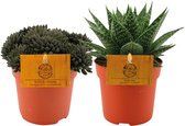 Plantenboetiek.nl | Vetplant Duo | 2 stuks - Ø10.5cm - Hoogte 15cm - Kamerplant - Groenblijvend - Multideal