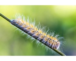 Ferrarium aaltjes tegen Eikenprocessierups voor 20M2 - Eikenprocessierups ecologisch bestrijden - ecologisch bestrijding Eikenprocessierups