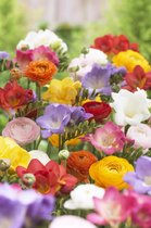 Bulbs by Brenda - Freesia dubbel en Ranunculus mix - 30 stuks - Ranonkels - Freesia bloembollen - Bijen en vlinders