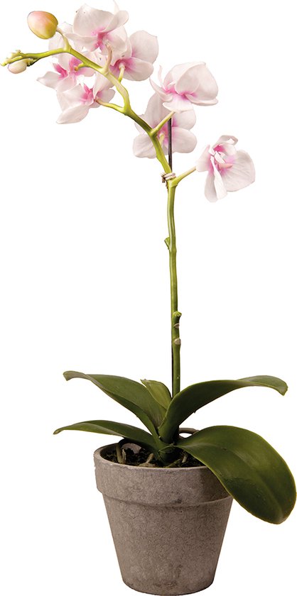 Dendrobium orchidee in Pot H27