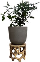 Famiflora Bonsai teakhout bloemenstand - Ø30 x H25 cm - Stand voor bloempotten tot Ø30 cm