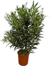 nerium-oleander-struik-met-rode-bloem-110-cm-o27cm