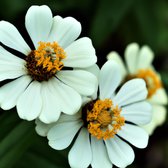 MRS Seeds & Mixtures Witte wilde bloemen mix - 14 soorten – groeihoogte: 60 cm – eenjarige planten – stimuleert de biodiversiteit – ideaal voor borders, bloemenweides en bloembakken