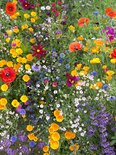 Bionana Biologische Wilde Bloemen - Prachtanjer, 1 Verpakking - Nederland