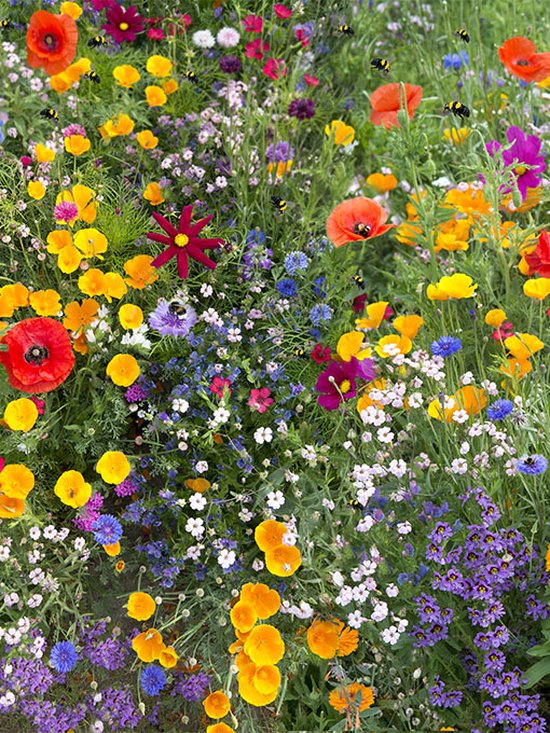 Biologische zaadbommen voor bijen in je tuin! - Scheetje Planeetje