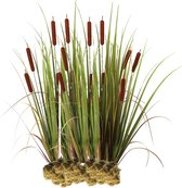vdvelde.com - Grote Lisdodde - 15 stuks - Typha Latifolia - Waterplant - Volgroeide hoogte: 120 cm - Plaatsing: -1 tot -20 cm