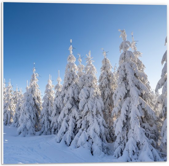 PVC Schuimplaat - Sneeuw - Bomen - Bos - Landschap - 50x50 cm Foto op PVC Schuimplaat (Met Ophangsysteem)