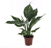Groene plant – Lepelplant (Spathiphyllum Diamond) – Hoogte: 40 cm – van Botanicly