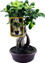 Trendyplants - Ficus Microcarpa Ginseng - Bonsai - Kamerplant - Hoogte 20-40 cm - Potmaat Ø17cm