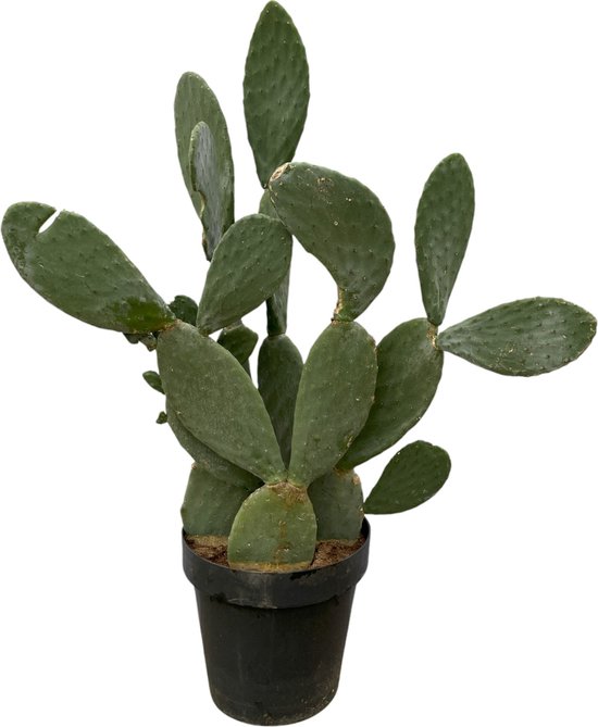 Cactus voor buiten: 13 mooie winterharde Opuntia soorten 12 Trendyplants - Opuntia Ficus Indica - Cactus - Hoogte 130-150 cm - Potmaat Ø50cm