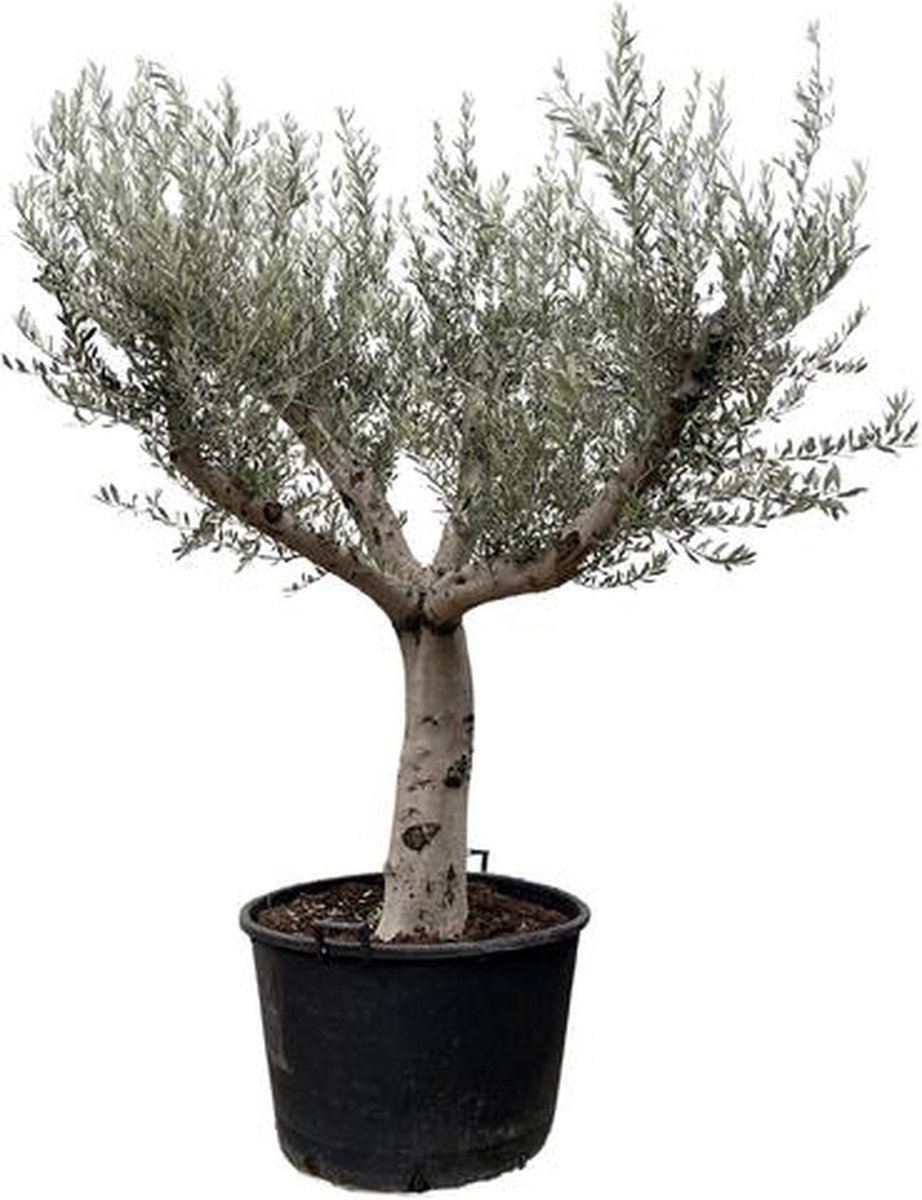 2 25 meter hoge Olijfboom (Olea Europaea Cultivo) 80 cm pot