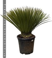 Snavelvormige yucca 90 cm hoog, winterharde plant